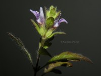 /album/coltivazione-in-emerso/fiore-pinnatifida-ridotta-jpg/
